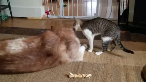 Husky gets bully