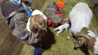 Kidding Baby Goats on the Farm