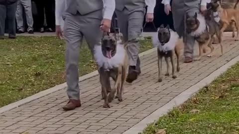 When a dog trainer and a dog groomer get married.More to come!