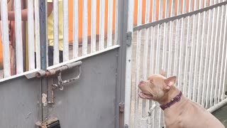 Precious Pupper Mesmerized by Harp Player