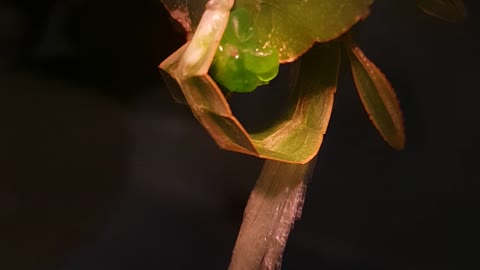 Amazing leaf insects mating footage