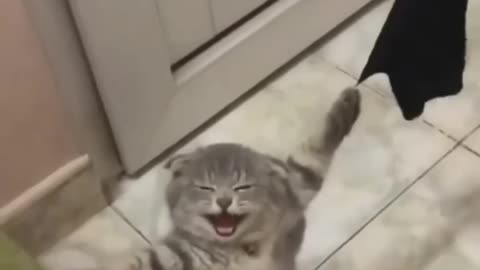 Amazing Funny Cats Trending Clips😍