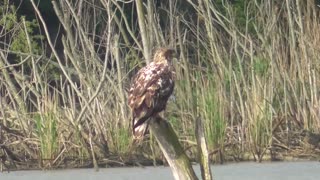 428 - Juvenile Eagle