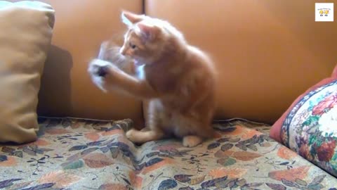 Funny Cute Kittens Playing Compilation for laugh !