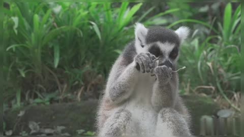 Cute Lemur Eating Dried Leaf Lemur