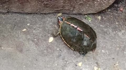 Cute Tortoise On The Road😜Viral Animals Video