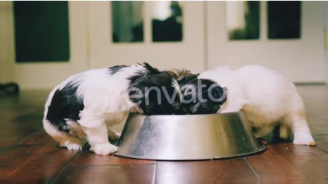 A Group of Little Puppies with Appetite Eating Food From a Bowl