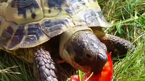 Cute Tortoise Eats Peppers In Elegant Hat
