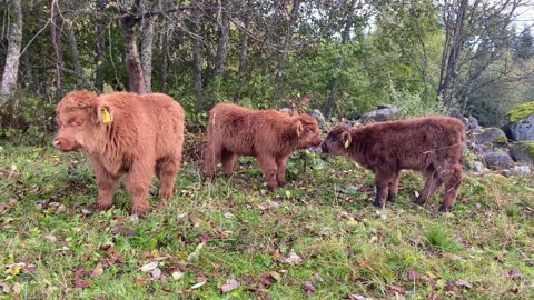 Four fluffy highland cattle calves