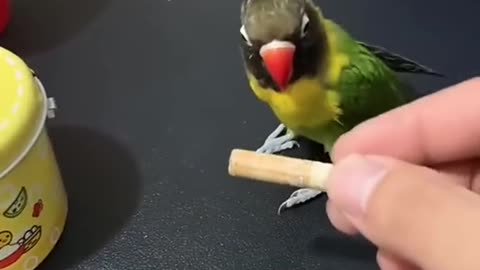 Smart parrot