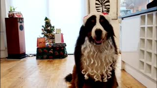 Why only one of my two Bernese Mountain Dogs is in our Christmas Photos