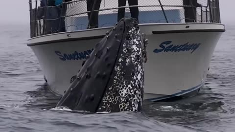 THE HUMPBACK WHALE PEAKS OUT OF THE BOAT