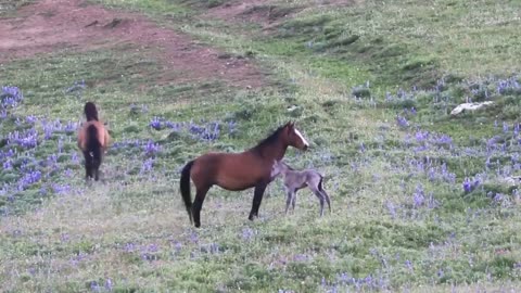 Unreal animals \ Videos that evoke joy, surprise and hope for the best