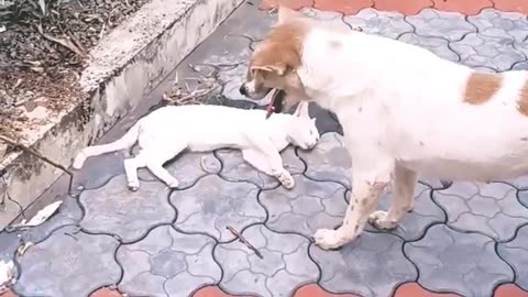 Dog and cat love 💕