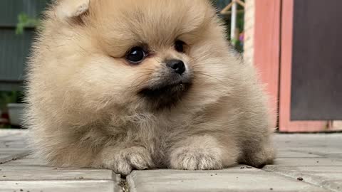 Puppy laying on the floor