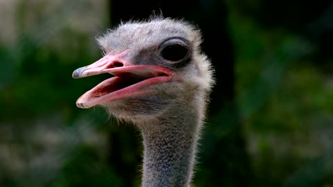 funny Ostrich like you have not seen it before