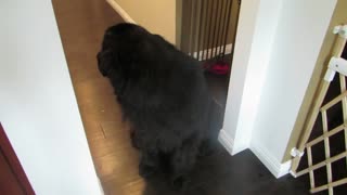 Little Girl Plays Hide And Seek With Her Gentle Giant