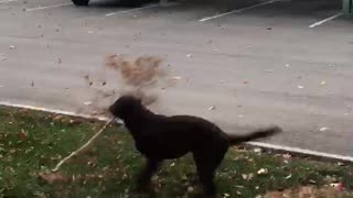 To good it to share! Pup gets to excited when he finds a branch