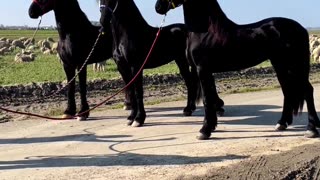 Friesian Horses Ready To Go