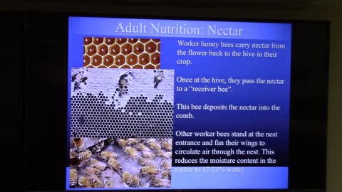 Honeybee Nutrition