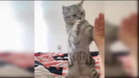 Cat lover funny video