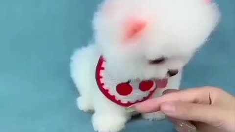 Cute doggie