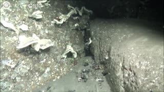 Underwater video shows ash covering La Palma sea life