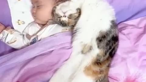 Cute cat video 😍