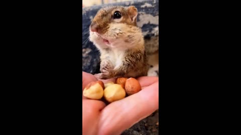 Cute Baby Animals Videos Compilation | Funny and Cute Moment of the Animals #1 - Cutest Animals