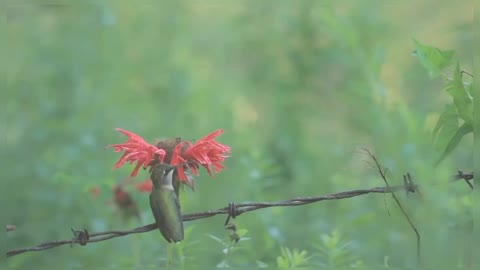 Beautiful Hummingbird Nature Beautiful Nature Hummingbird Hummingbird With Red Flower