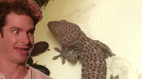 Strange lizard vs cockroaches