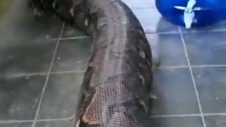 wow! Big snake 😱😱😱
