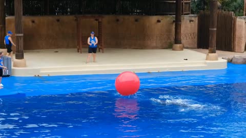 Dolphin Playing with Ball | Dolphin Jumping in the Water