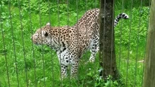 Leopard at Louisville Zoo in Kentucky
