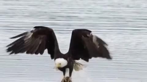 Bald eagle fishing