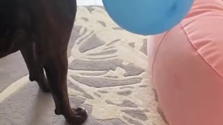 Doggo Plays Keep Away with Balloon