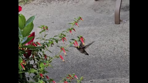 Hummingbird