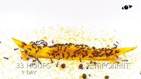 Ants vs Papaya