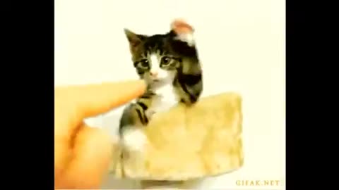 Short funny animal video clips