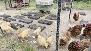 Baby Chicks Move Home. AND.. Have You Ever Seen A 'Chicken Garden'?