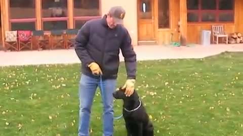 How to train labrador retrievers ?