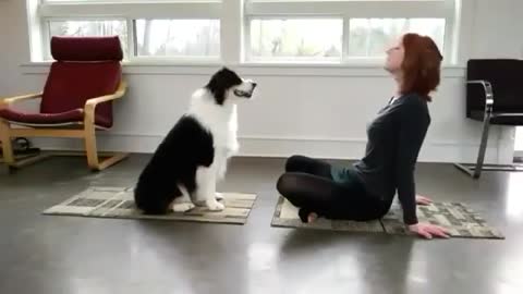 Dog Is Doing Yoga With His Owner | The Yoga Dog