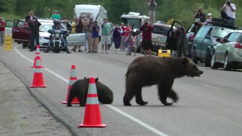 Grizzly Cubs and Cones