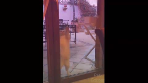 Cat dancing behind mirror
