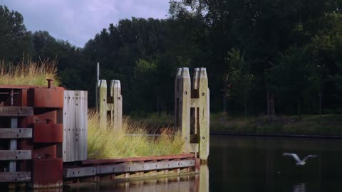 Egret Heron Bird Wildlife Animal Water Wild Pond