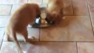 Adorable puppies pinwheel during meal time