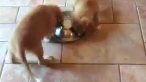Adorable puppies pinwheel during meal time
