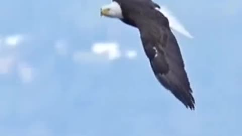 Eagle powerful attack