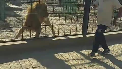 Play With Lion, Lion King, lion Beautiful video, lion, beautiful animals, animals