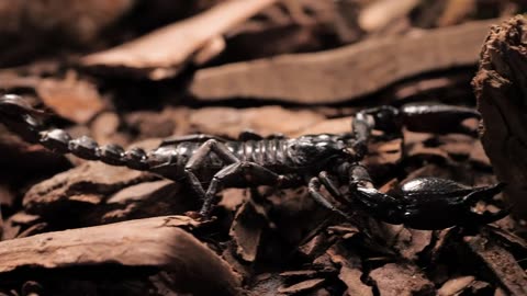 Black scorpion walking closeup Black scorpion walking on pieces of wood.